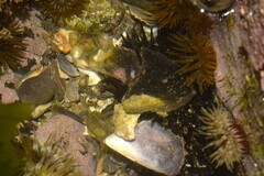 Echinometra lucunter