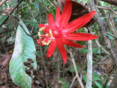 Passiflora vitifolia image