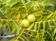 Juglans microcarpa