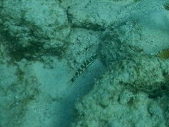 Serranus tigrinus