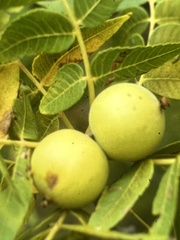 Juglans microcarpa