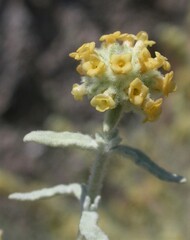 Buddleja utahensis