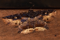 Peteroma denticulata