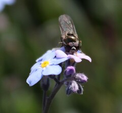 Platycheirus clypeatus