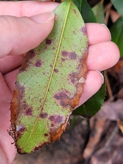 Pseudocercospora