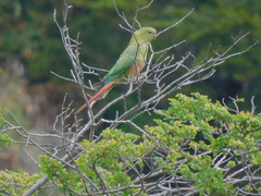 Enicognathus ferrugineus