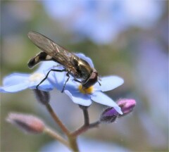 Platycheirus clypeatus