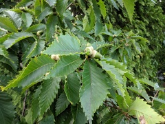 Quercus crispula