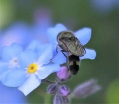 Platycheirus clypeatus