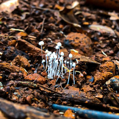 Mycena albidocapillaris
