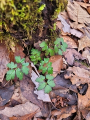 Osmorhiza longistylis