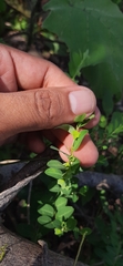 Hemerocallidoideae