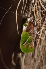 Pycnopalpa bicordata