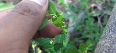Hemerocallidoideae