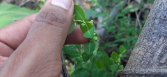 Hemerocallidoideae