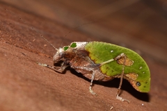 Pycnopalpa bicordata