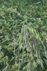 Posidonia
