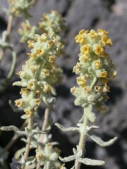 Buddleja utahensis