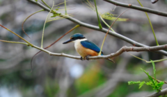 Todiramphus sanctus canacorum