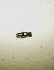 Diedrocephala variegata