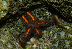 Ophiothrix