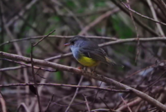 Eopsaltria flaviventris