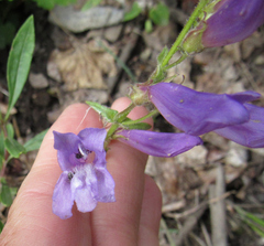 Penstemon fruticosus