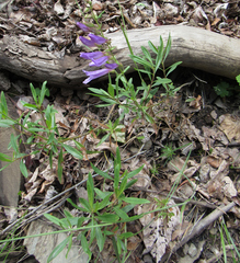 Penstemon fruticosus