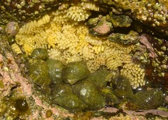 Stramonita brasiliensis