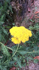Achillea filipendulina