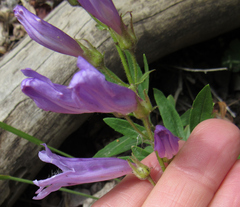 Penstemon fruticosus