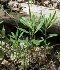 Penstemon fruticosus