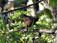 Pteroptochos castaneus