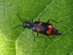 Anthocomus fasciatus