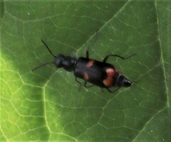 Anthocomus fasciatus