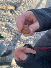 Calliostoma annulatum