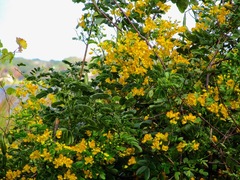 Senna bicapsularis
