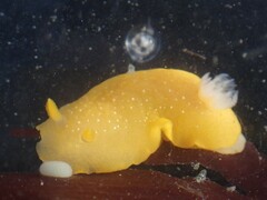 Baptodoris mimetica