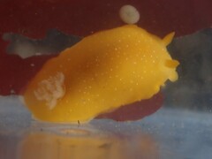 Baptodoris mimetica