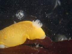 Baptodoris mimetica