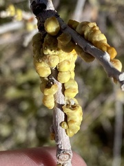 Cerococcus quercus
