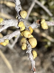 Cerococcus quercus