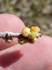 Cerococcus quercus