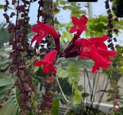 Aeschynanthus radicans