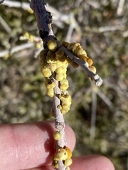 Cerococcus quercus