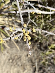 Cerococcus quercus