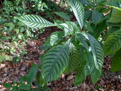 Psychotria nervosa