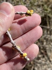 Cerococcus quercus