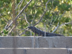Ctenosaura similis