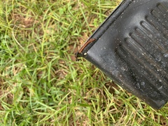 Helicorthomorpha holstii